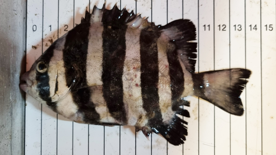 stribet knivkæbefisk <i>Foto: René Erlandsen</i>
