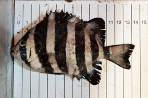 Eksotisk fangst ved Læsø: Fisk fra Stillehavet gik i lokal fiskers net