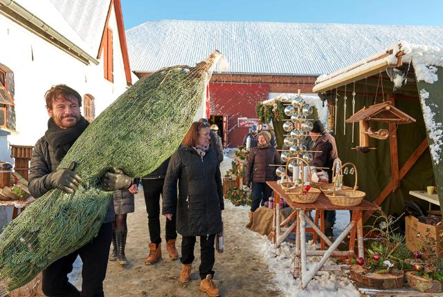 I år kan du atter købe dit juletræ på julemarkedet på Knivholt.