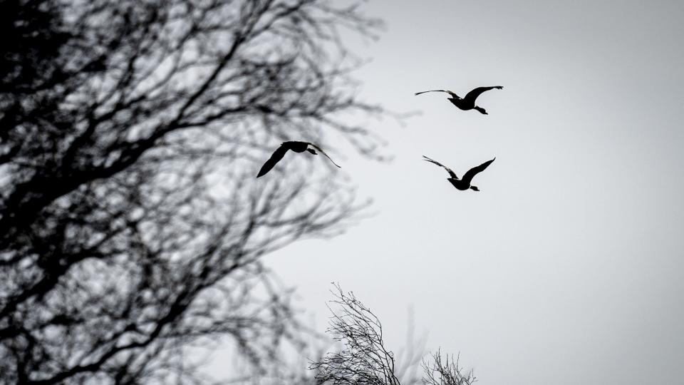 Nytårsraketter får flere gæsarter til at forlade deres sovepladser for at flyve til områder længere væk fra beboede områder. (Arkivfoto). <i>Mads Claus Rasmussen/Ritzau Scanpix</i>