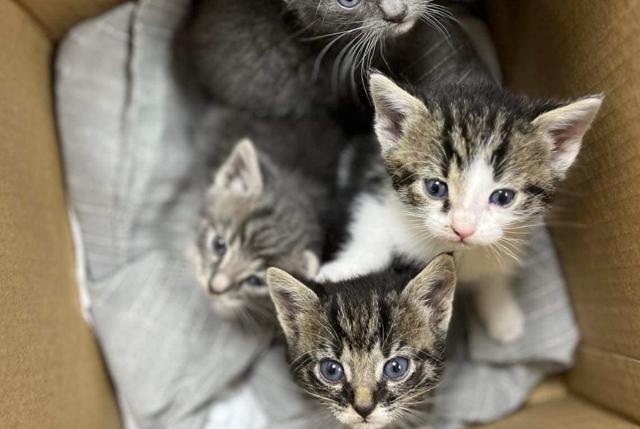Nogle af de små kattekillinger, som blev fundet efterladt i en papkasse på en rasteplads nær Aalborg.