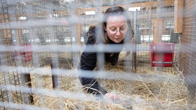 De tidligere minkbure huser nu kaniner af racen fransk vædder. I buret her konstaterer Kirsten Holgaard, at et kuld unger netop er kommet til verden. <i>Foto: Bente Poder</i>