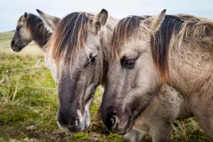 Heste trodser bekymringer: Firbenede naturplejere er i god form