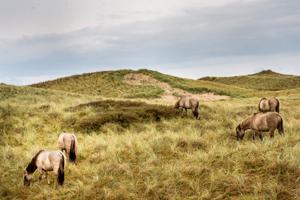 Hensynet til dyrene vejer tungt: Tre heste taget ud af naturpleje-projekt