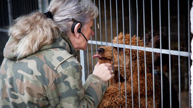 Marianne Deleuran er særlig kendt for sin optræden med puddelhunde. I dag har hun hele 10 puddelhunde i forskellige størrelser, der alle elsker at optræde. <i>Foto: Bo Lehm</i>