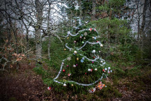 Det mystiske juletræ står midt i Tranum Klitplantage med pynt og gaver. <i>Foto: Jesper Hansen</i>