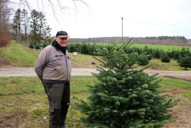 Karl Nielsen, Østkystvejen 59, har mange års erfaring i avl og salg af juletræer. I år står cirka 10.000 Nordmannsgran i forskellige størrelser og venter på at blive fældet.