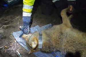 Se den enestående video: Dansk ulv fik gps-halsbånd på