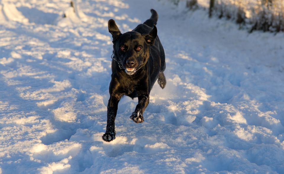 En hund fik en slem forskrækkelse, da den faldt gennem isen lørdag eftermiddag. <i>Arkivfoto: Bo Lehm</i>