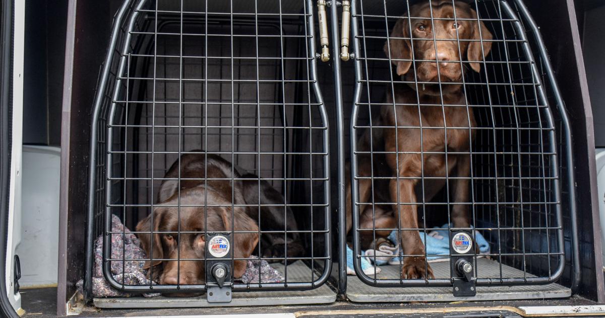 29 hunde søger nye hjem - de bor lige nu på internat LigeHer.nu