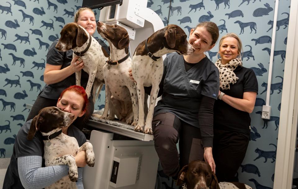 De tre dyrlæger, der står bag Dyrlægehuset Hjallerup, har alle hunde af racen Gammel dansk hønsehund. Og de har indrettet en hundedagpleje i et kælderrum, så flokken kan komme med på arbejde en gang i mellem - både for hundenes og for hyggens skyld. Fra venstre er det Anette Skov Madsen, Sanne Brasholdt og Katrine Adelhardt Wulf samt klinikassistent og hundeklipper Hanne Feiner Krabbe. <i>Foto: Martél Andersen</i>
