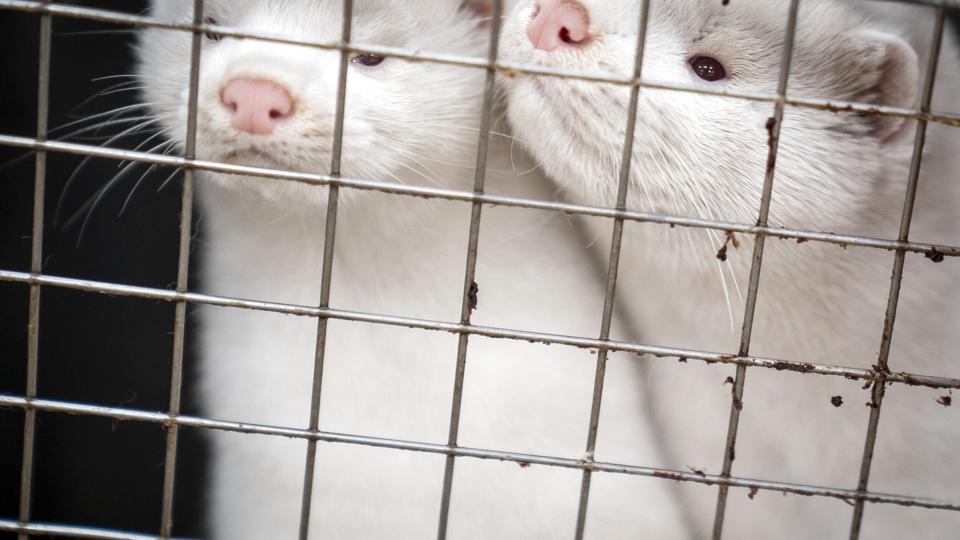 Millioner af mink blev i november 2020 aflivet på grund af en muteret coronavirus. Lørdag tager danske minkavlere hul på en ny periode med opdræt i Danmark. (Arkivfoto). <i>Mads Claus Rasmussen/Ritzau Scanpix</i>
