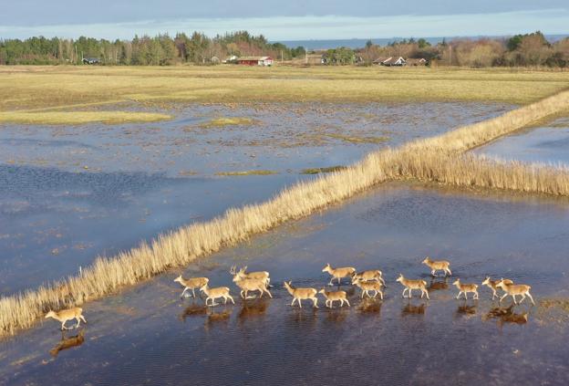 Krondyrene stak af og var væk i flere uger. En drone kunne ikke skræmme dem hjem. <i>Foto: Morten Severinsen</i>