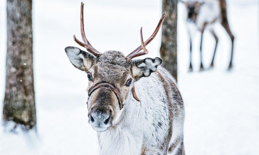 Påverkan på ursprungsbefolkningen finns med som ett av kriterierna som behöver analyseras.  Påverkan på ursprungsbefolkningen finns med som ett av kriterierna som behöver analyseras.
