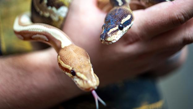 For et par år siden begyndte Nicklas at avle slanger.  <i>Foto: Martél Andersen</i>