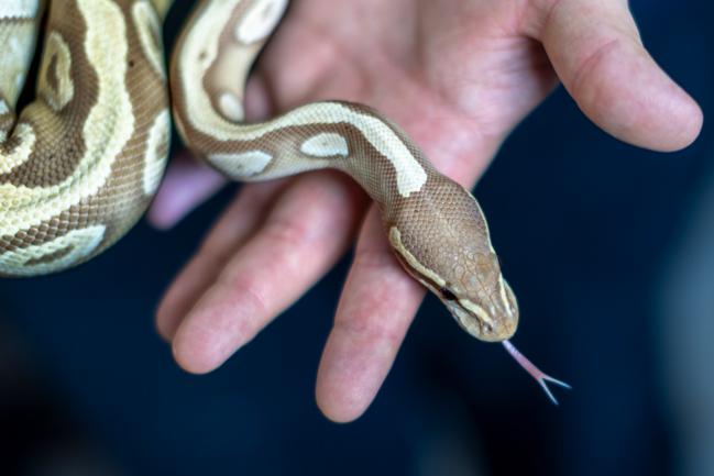 21-årige Nicklas Dupont er vild med reptiler. Han opdrætter selv slanger, og han tager gerne ud fortælle om eksotiske dyr. 

Aalborg 18. Januar 2023