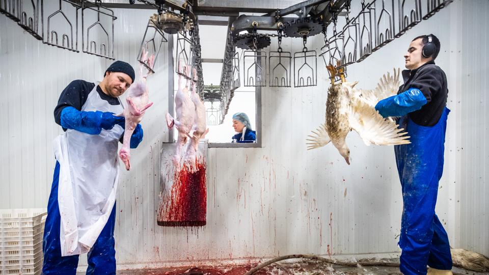 De levende ænder hænges op i kroge i den ene ende af produktionen og havner i den anden ende, døde, plukkede og klar til at få fjernet indvolde af den næste medarbejder i et andet lokale. <i>Foto: Martin Damgård</i>