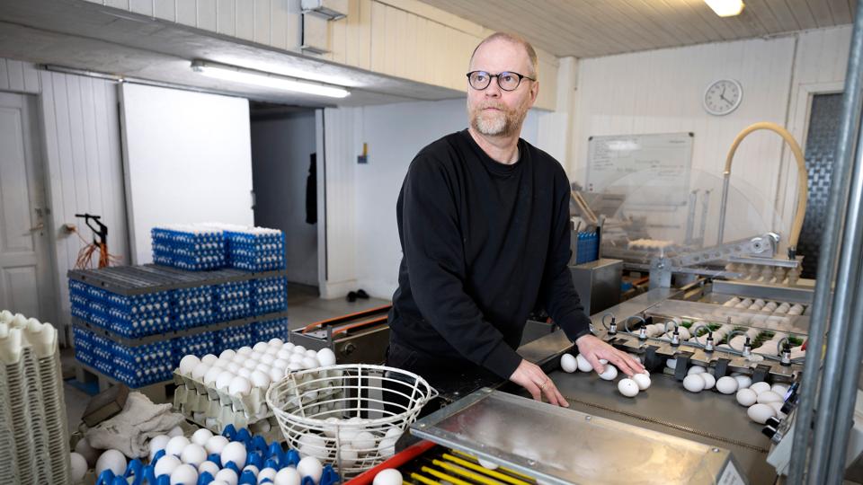 Lars Bredahl har produceret økologiske æg i 23 år, og for ham er det den rene, naturlige tilgang - nærmest Morten Korch-idyllen i hønsegården - der driver ham. Derfor slog det så meget hårdere, da det mandag kom frem, at der er fundet PFAS i økologiske æg. <i>Foto: Claus Søndberg</i>