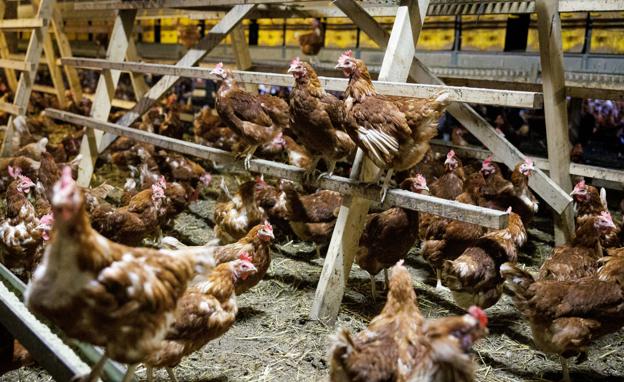 Hvordan det vil påvirke hønsene, at fiskemelet i deres foder nu bliver fjernet, vides ikke, men det kan muligvis give en lavere æg-ydelse, siger Carsten Sørensen fra Vibens Fryd. <i>Foto: Bo Lehm</i>