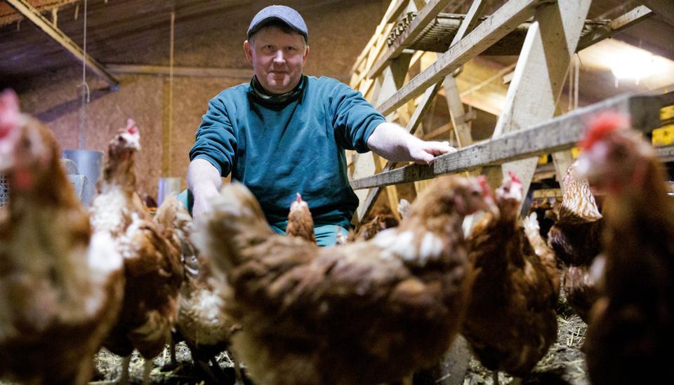 På Vibens Fryd har Carsten Sørensen 1600 økologiske høns, der leverer æg til private såvel som restauranter, hoteller og købmænd. <i>Foto: Bo Lehm</i>