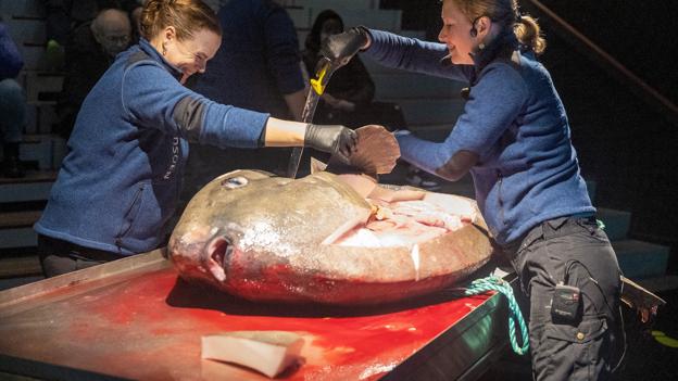 Biolog Kristina Ydesen (th.) i gang med at dissekere en 230 kg tung klumpfisk på Nordsøen Oceanarium i Hirtshals <i>Foto: Bente Poder</i>