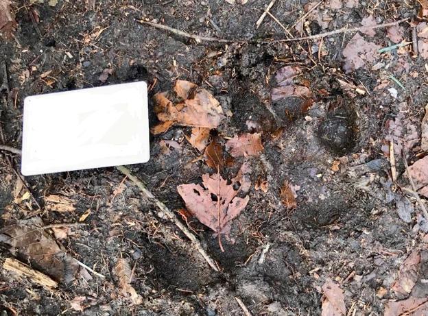 Hvilket dyr har mon afsat sporene her? Plastikkortet viser størrelsesforholdet på de mystiske fodspor. <i>Foto: Lotte Krogh</i>