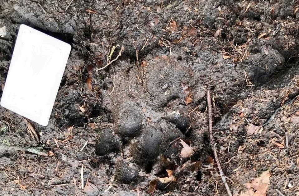Er det en ulv, eller bare en stor hund, der har været forbi Rønhede Plantage? <i>Foto: Lotte Krogh</i>