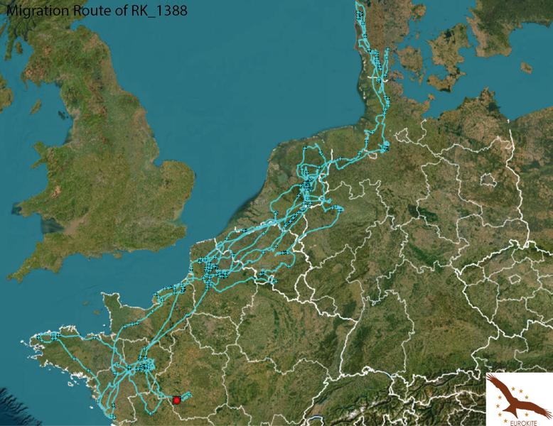 Nogle få af glenterne fra Life-Eurokite-projektet har været på besøg i Danmark. Den glente, der bærer forskningsnavnet RK1388, har været på tur i Jylland og befinder sig nu i Frankrig.