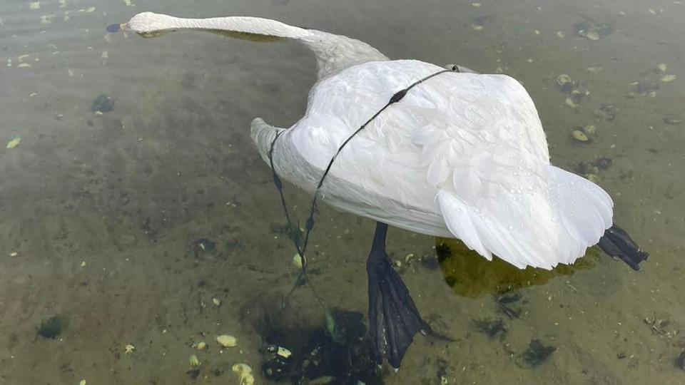 Dan Frederiksen blev mandag trist til mode, da han på en fisketur ved Mariagerfjord fandt en død svane, der var blevet fanget i noget affald, og ikke havde haft kræfter til at gøre sig fri. <i>Foto: Dan Frederiksen</i>
