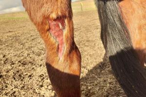 Heste med skader: Her er politiets afgørelse