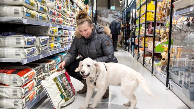 Golden retrieveren Balder på fem og en halv måned nød besøget i butikken - her sammen med sin ejer Ida Bjørnskov. <i>Foto: Bente Poder</i>