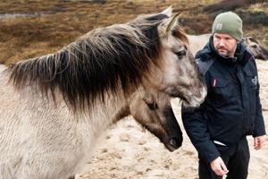 Alt godt i indhegningen: Fem heste tygger sig gennem naturpleje-projekt