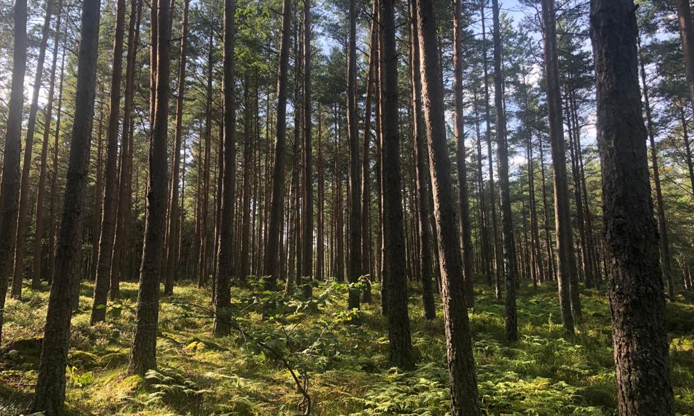 Skogen kan göra nytta för klimatet och miljön på många sätt. SLU-professorn Tomas LUndmark menar att detta kan utvecklas ytterligare.