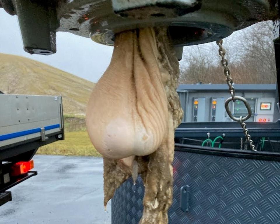 En kohud med dette "tilbehør" blokerede en kloakpumpe i Vesthimmerland <i>Foto: Vesthimmerlands Forsyning</i>
