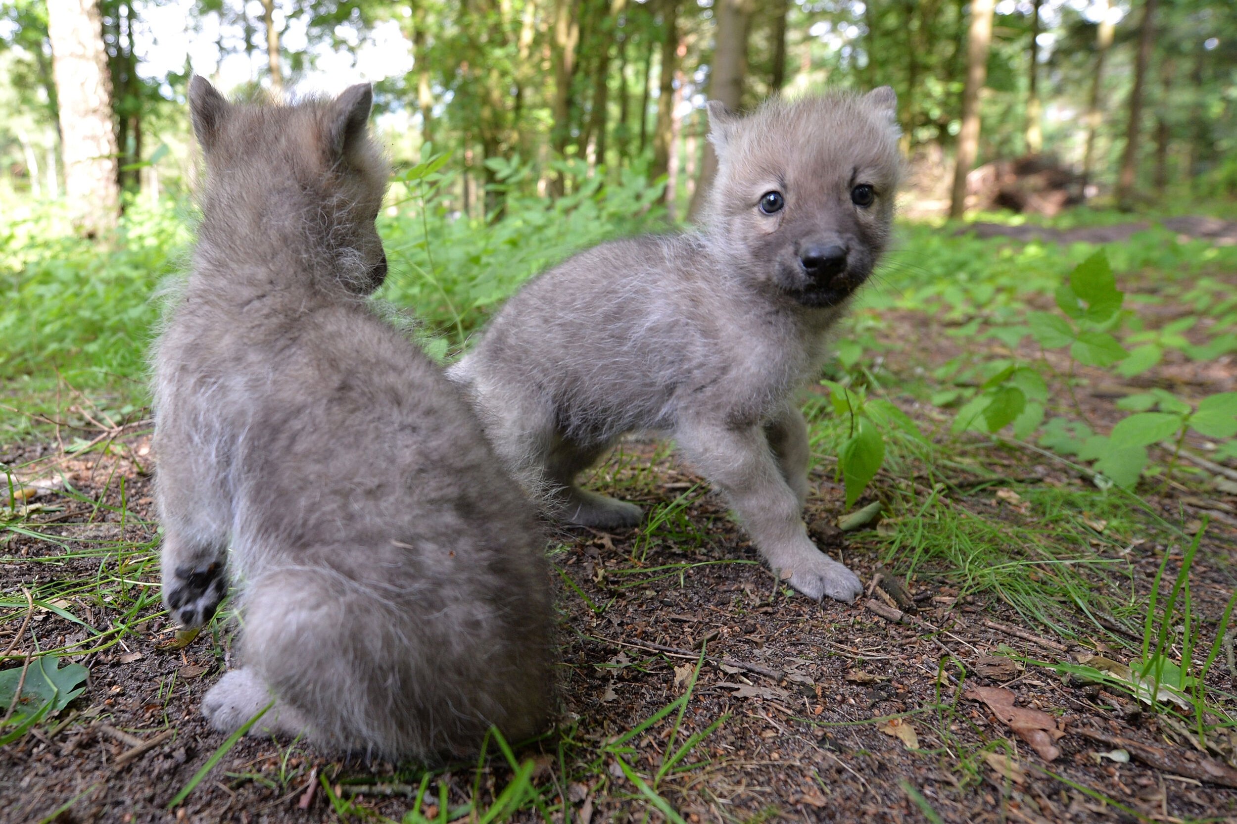 Babyboom blandt ulvene i Danmark kan være på vej
