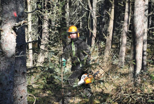 Skoventreprenør Morten Jørgensen pudser af og fælder med motorsav, hvor skovmaskinen ikke kan komme til.