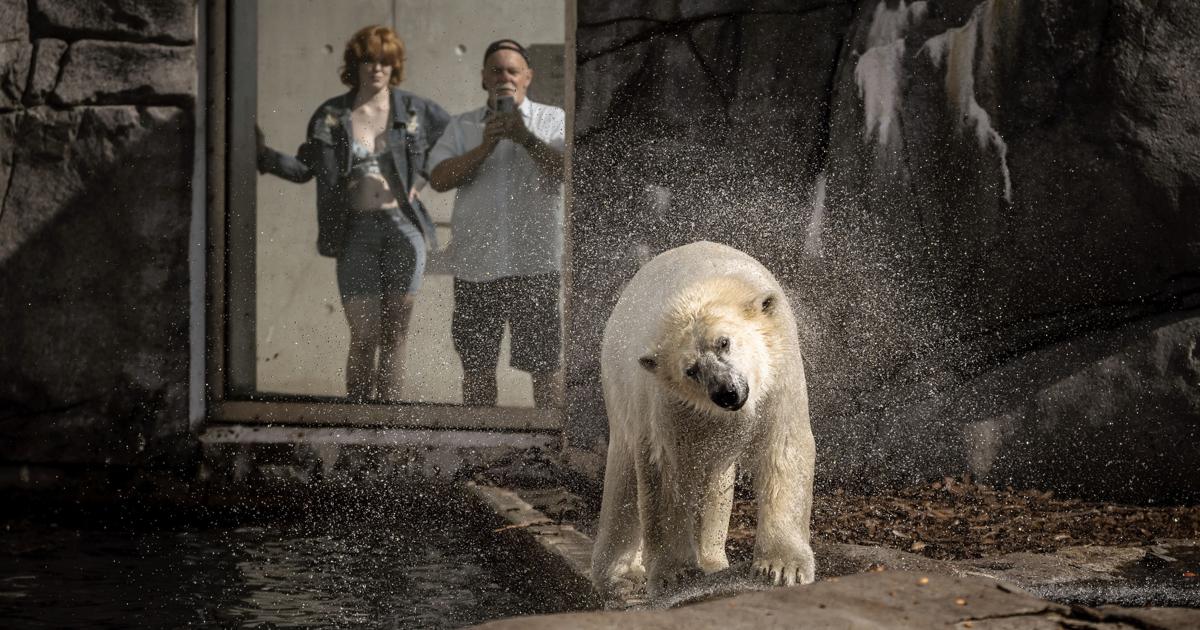 Isbjørn er død af stød i København Zoo | Nordjyske.dk