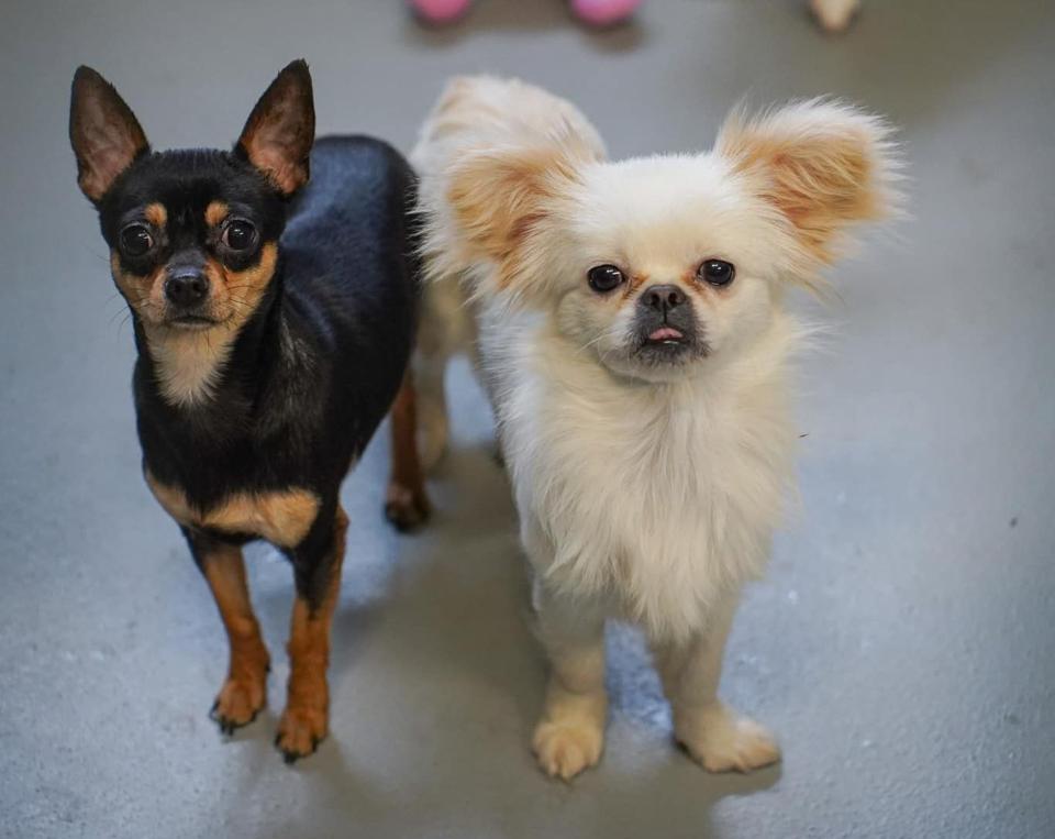 Over 30 hunde er blevet taget fra deres ejer efter forsømmelse. 16 er kommet til Nordjyllands Internat. <i>Foto: Nordjyllands Internat</i>
