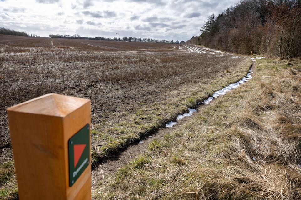 Tæt på klitplantagen er et projekt til 65 millioner kroner i sin vorden. <i>Foto: Bente Poder</i>