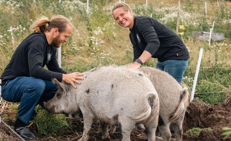 Martin Jensen og Kristina Kruse opdrætter uldgrise på deres ejendom ved Suldrup <i>Foto: Marianne Buus Jensen/Foto by Buus</i>