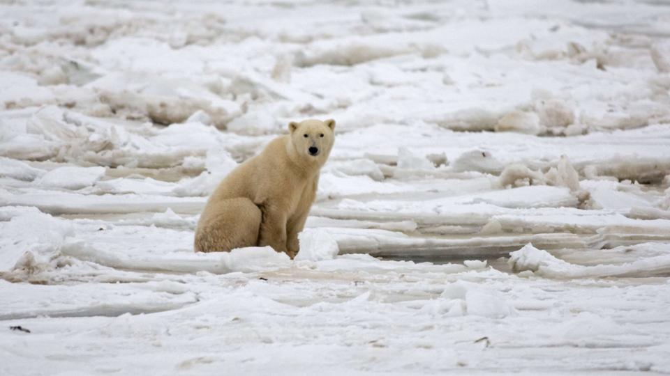 Grønlandske operatører kan fremover sætte isbjørnesafari på paletten af attraktioner. (Arkivfoto). <i>Paul J. Richards/Ritzau Scanpix</i>