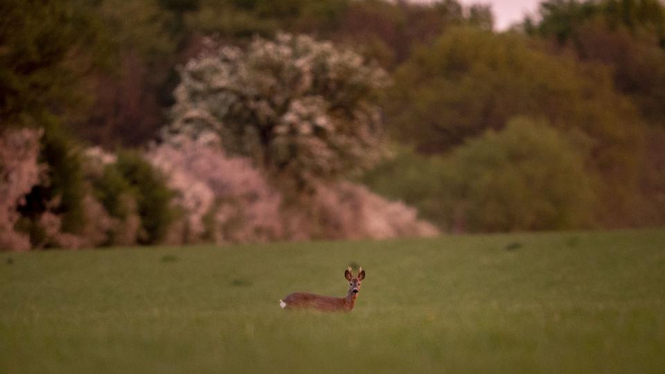 En kombination af sygdom og faldende økologisk bæreevne kan være forklaringer på et markant fald i antallet af nedlagte rådyr. (Arkivfoto). <i>Mads Claus Rasmussen/Ritzau Scanpix</i>