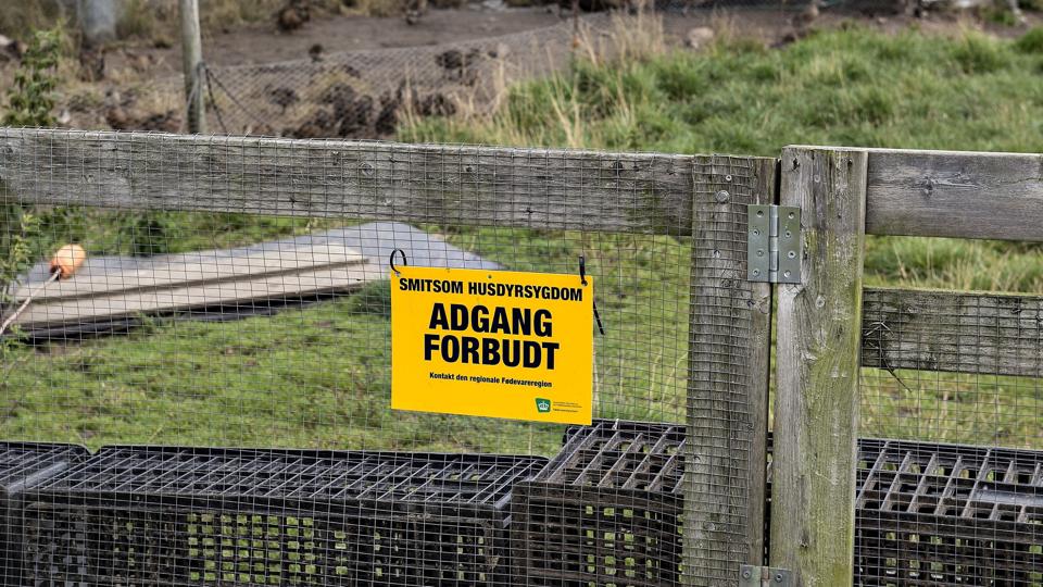 Der er fundet fugleinfluenza i en fjerkræbesætning på omkring 60 fugle i Nordsjælland. Det er tredje gang i år den smitsomme virus bliver fundet i en besætning i Danmark. (Arkivfoto) <i>Henning Bagger/Ritzau Scanpix</i>