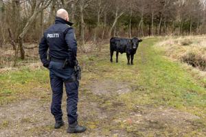 Kalv slap ud af indhegning - derfor rykkede politiet ud