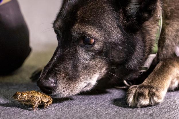 Nordjysk hund skal snuse sig frem til truede tudser