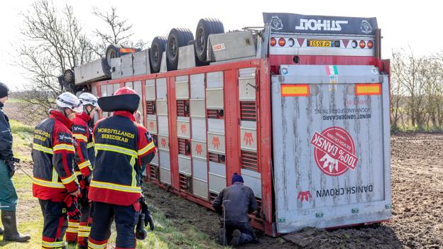 Lastbilen med de omkring 40 grise ombord væltede rund og brød i brand. <i>Foto: Lars Pauli</i>