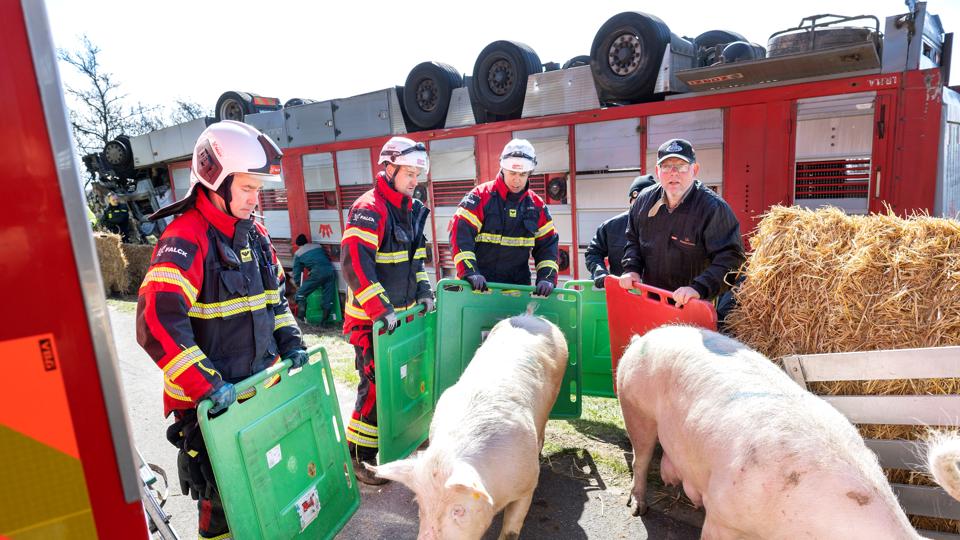 Det gav masser af arbejde til både politi og beredskab, da en lastbil med grisesøer væltede nær Løkken. <i>Foto: Lars Pauli</i>
