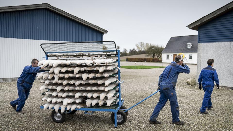 Mink aflives og pelses på minkfarm ved Næstved under coronaepidemien i november 2020. <i>Mads Claus Rasmussen/Ritzau Scanpix</i>
