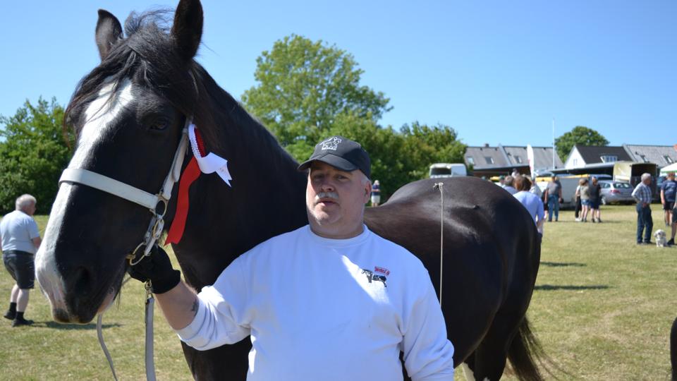 Tommy Elkjær Iversen fra Vinderup hørte i for nyligt, at der ikke ville være mange heste på dyrskue. Derfor valgte han at tage sin Shire-hest med, som er verdens største hesterace. <i>Foto: Tobias Nguyen</i>