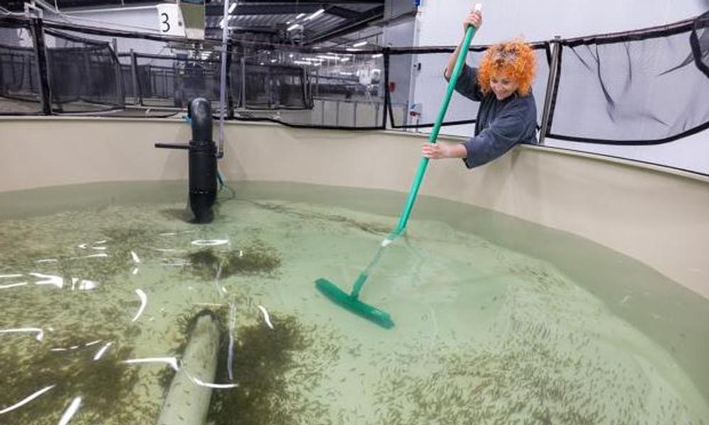 Der er altid mindst én medarbejder på arbejde på Skagen Salmon. Medarbejderne - der er iført beskyttelsesdragter for at holde sygdomme ude - holder konstant øje med parametre som ilt, flow og ph-værdi. Der er altid mindst én medarbejder på arbejde på Skagen Salmon. Medarbejderne - der er iført beskyttelsesdragter for at holde sygdomme ude - holder konstant øje med parametre som ilt, flow og ph-værdi.